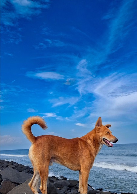 A photograph of a dog.