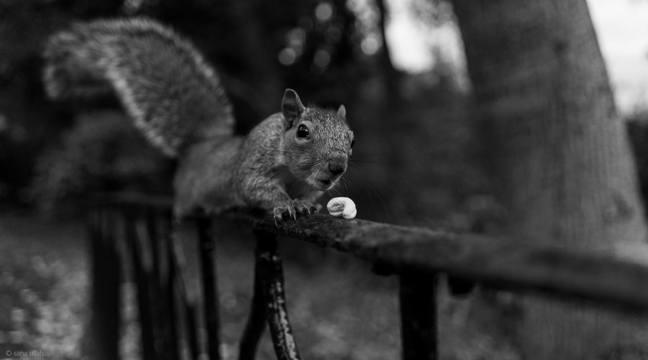A photograph of a squirrel